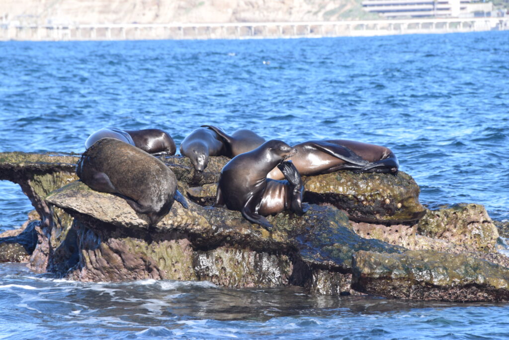 サンディエゴにいってきました①