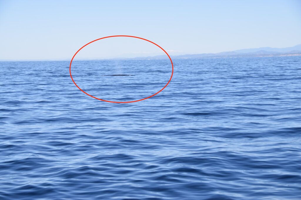 サンディエゴに行ってきました②